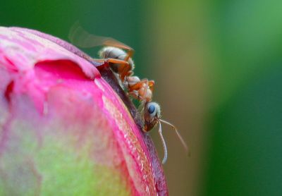 Close-up of ant on pink leaf