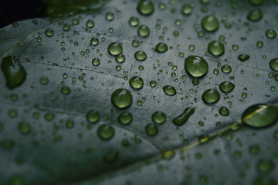 Full frame shot of leaf