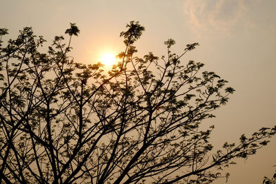 Low angle view of silhouette tree against sky during sunset