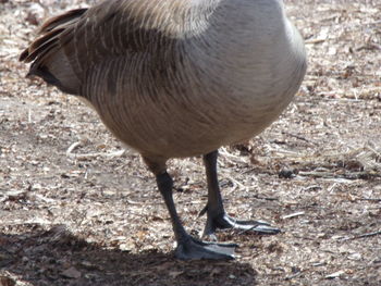 High angle view of bird on field