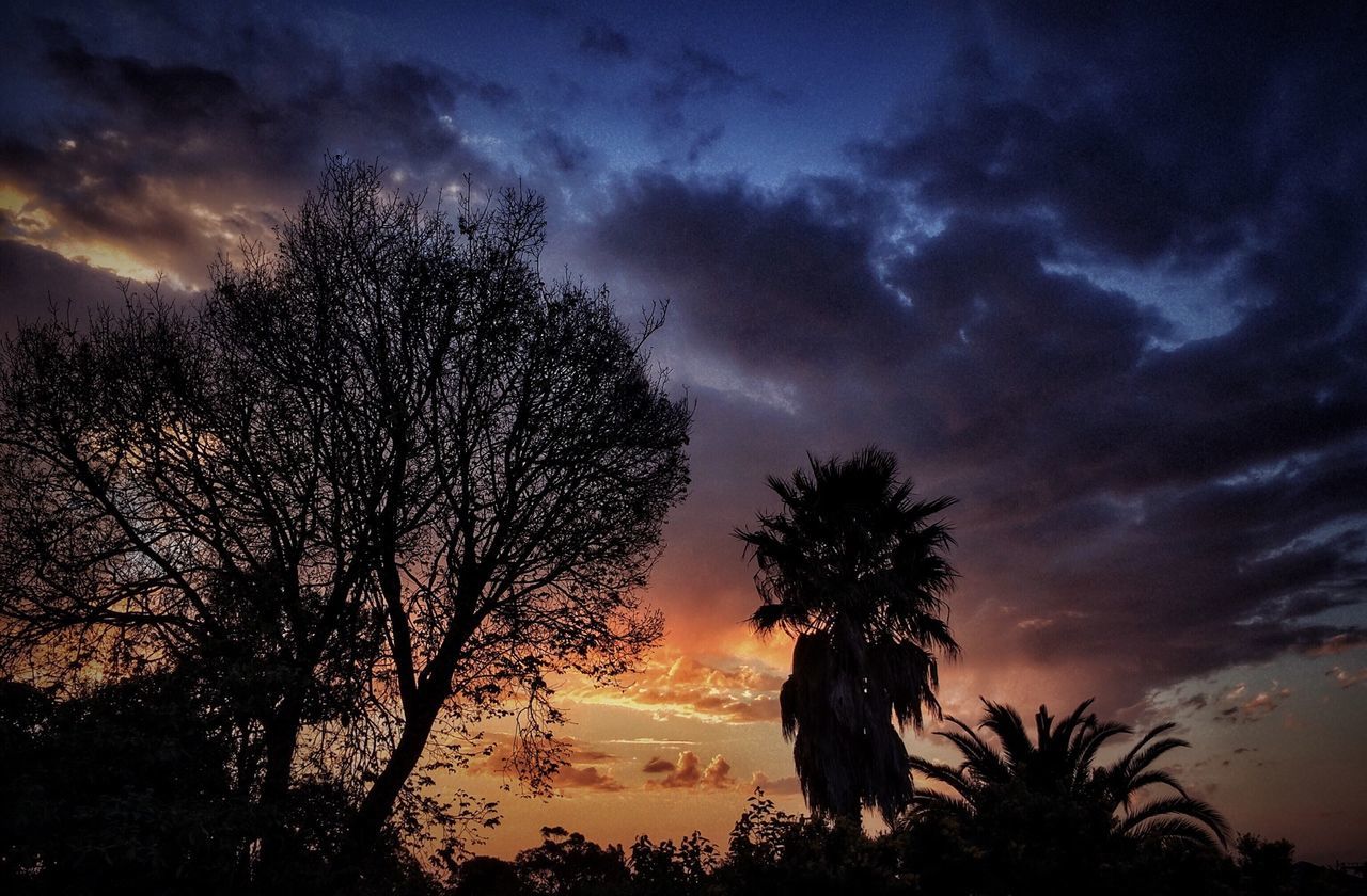 tree, silhouette, palm tree, sky, sunset, cloud - sky, tranquility, beauty in nature, scenics, tranquil scene, nature, cloudy, low angle view, dramatic sky, dusk, growth, cloud, idyllic, weather, outdoors