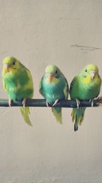 Close-up of parrot perching on floor