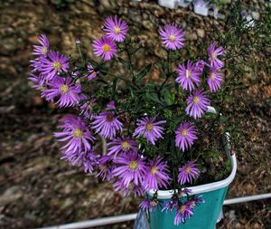 Close-up of purple flowering plants