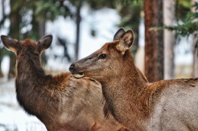 Portrait of deer