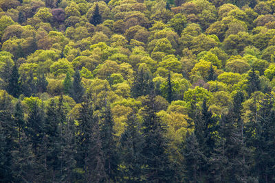 Trees growing in forest