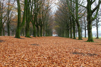 Dirt road amidst trees in forest during autumn