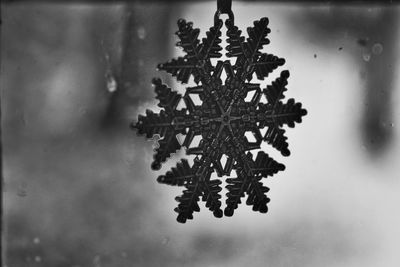 Close-up of christmas tree