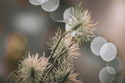 Close-up of white flowering plant