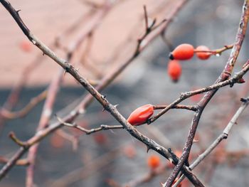 Close-up of berries on tree