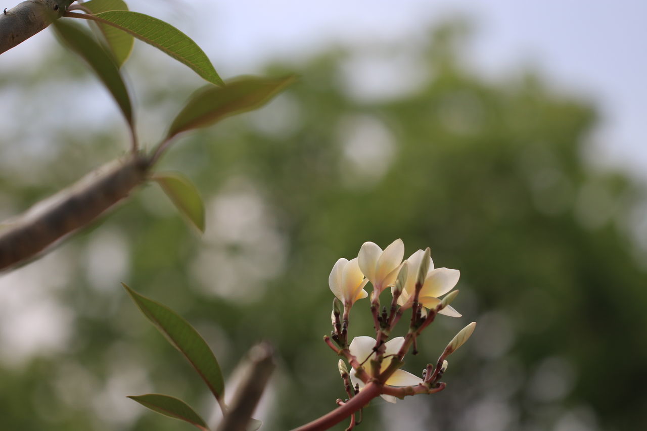 White and green bokeh