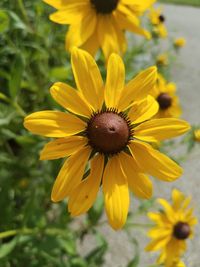 Close-up of yellow flowering plant
