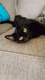 Portrait of black cat on sofa