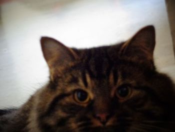 Close-up portrait of cat