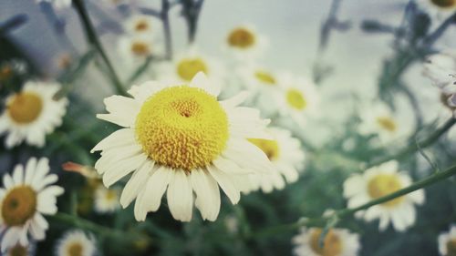 Close-up of white daisy flowers