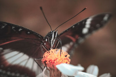 Close-up of butterfly pollinating on flower