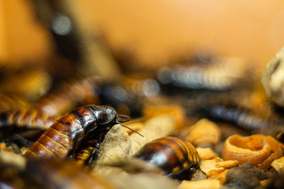 Close-up of insect