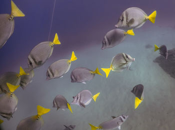 Yellowtail surgeonfish 