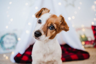 Cute jack russell dog at home standing with christmas decoration. christmas time