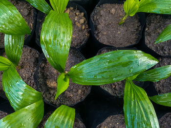 High angle view of plants growing on field