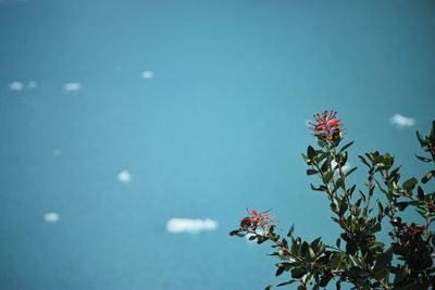 Close-up of flowering plant against blue sky