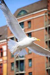 Seagull flying in a building