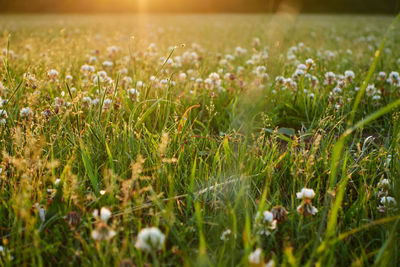 Close-up of flowers growing in field