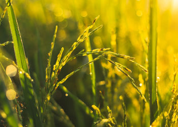 Close-up of crops growing on field