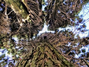 Low angle view of trees growing in forest