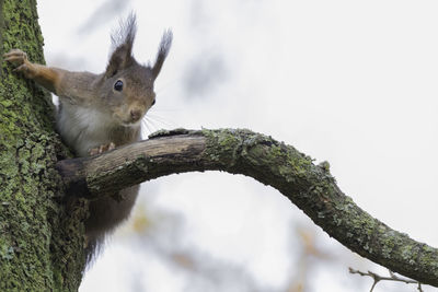 Low angle view of squirrel on tree