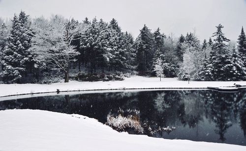 Snow covered pine trees by lake in forest