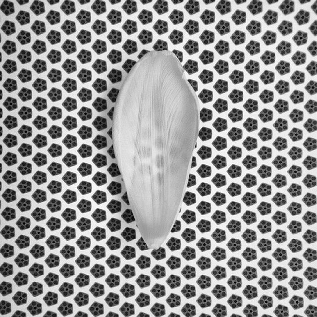 circle, close-up, pattern, indoors, full frame, backgrounds, geometric shape, textured, shape, still life, white color, no people, directly above, single object, hole, studio shot, design, natural pattern, detail, white