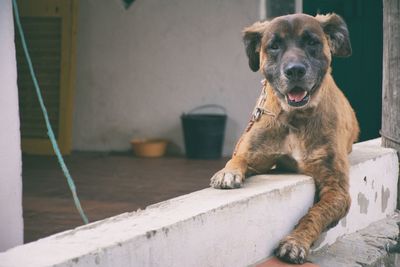 Portrait of dog rearing up on retaining wall