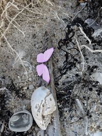 High angle view of pink petals