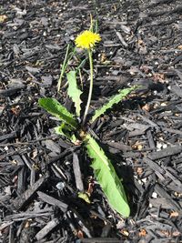 High angle view of flowering plant on field