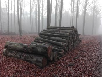 View of trees in foggy weather