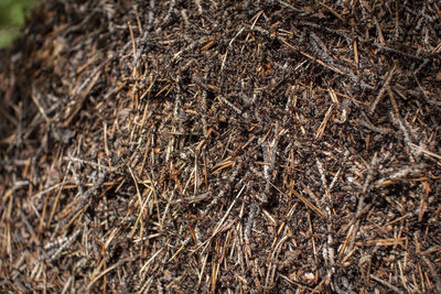 Full frame shot of dry plants on field