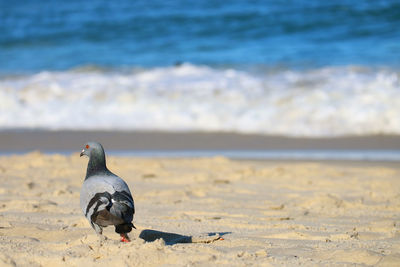 Seagull perching on a beach