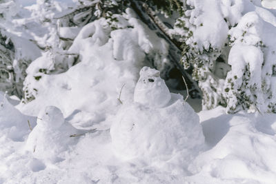 Close-up of snow covered plants on land