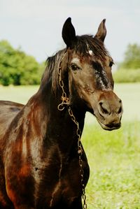 Close-up of horse standing on field against sky