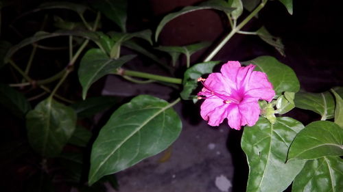 Close-up of pink flower