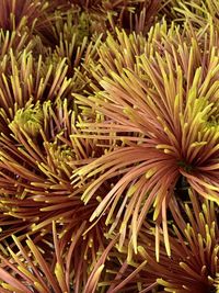 Full frame shot of flowering plant