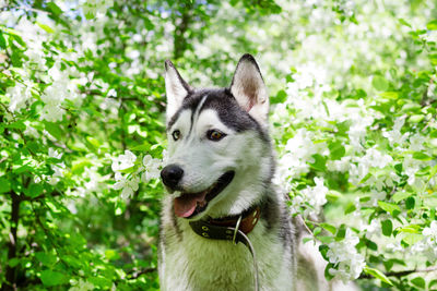 Portrait of smiling grey and white husky dog in a garden with blossom white flowers of apple tree.