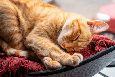 Close-up of cat sleeping