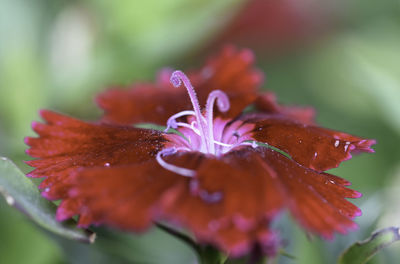 Close-up of wet purple flower