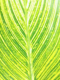 Full frame shot of palm leaf