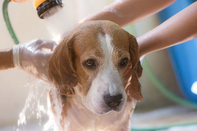 Close-up portrait of dog