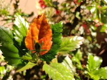 Close-up of orange leaves on plant