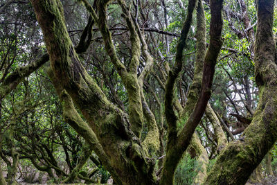 Low angle view of tree trunks in forest