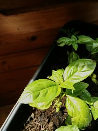 Close-up of fresh green plant