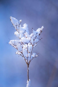 Beautiful frozen grass during the early spring.